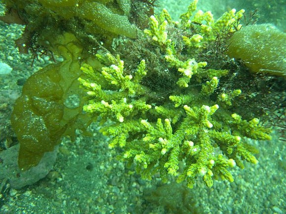 サンゴも元気に育ってます