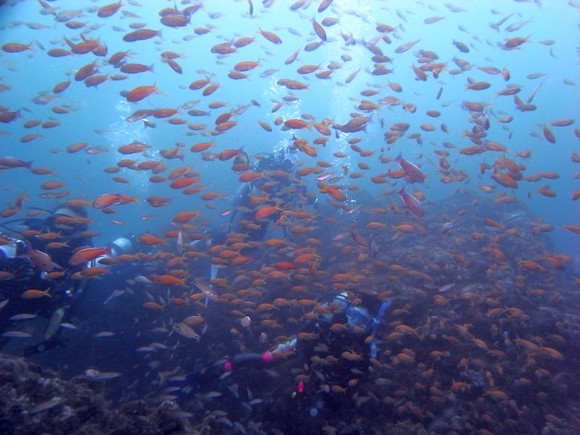 お魚いっぱいの伊東