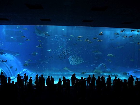 美ら海水族館