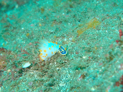 ウミウシが食べていました・・・ウミウシを