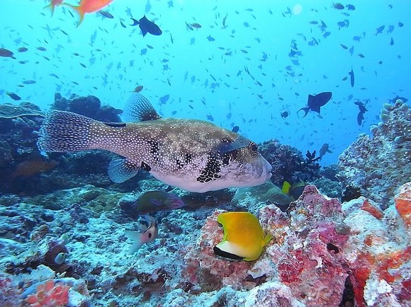 お魚いっぱい