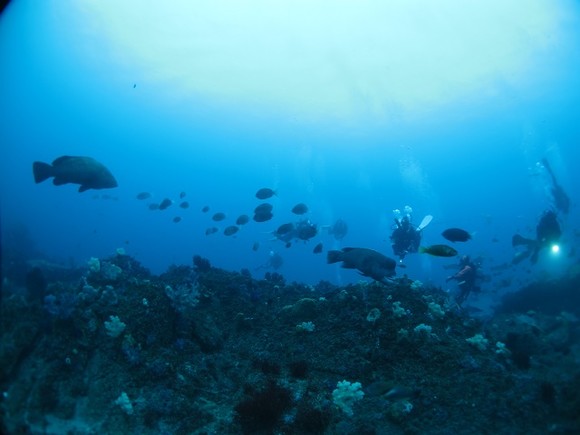 大型の魚たち