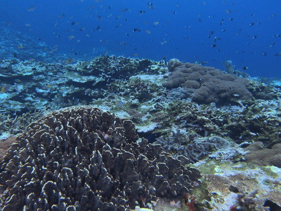 豊かな珊瑚の海