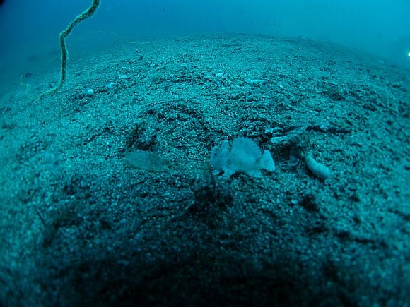 カエルアンコウ　魚眼レンズなのでこれが限界