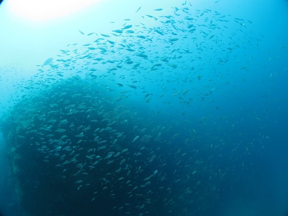 小魚たち