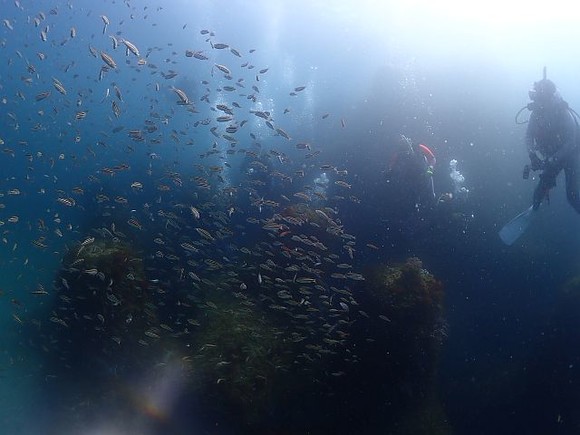 テトラにはイサキの幼魚が！