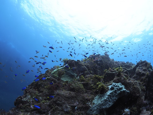 魚のむれー