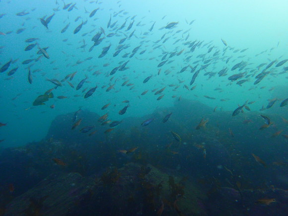 根周りは魚影こいです