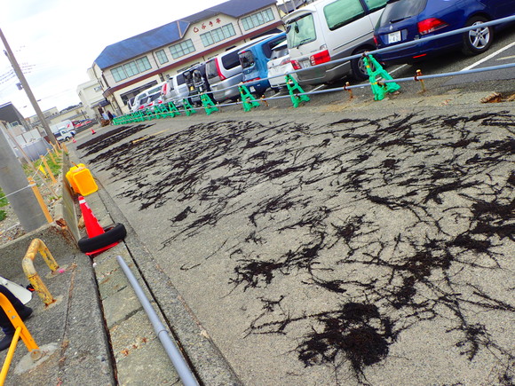 道路にもホラっ！ひじきが。。。w