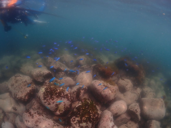 浅場にはソラスズメダイの群れ