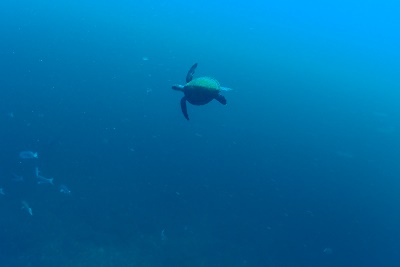 アオウミガメも現れます