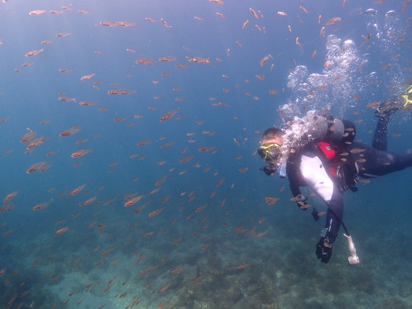 魚がふわぁぁぁあああ