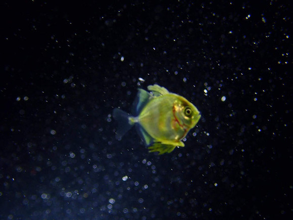 ヨロイアジ属の稚魚