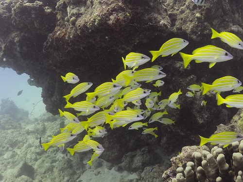 魚もたくさーん