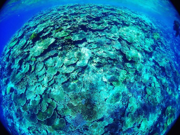 八重干瀬の珊瑚礁