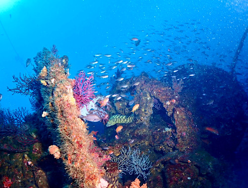 お魚もソフトコーラルも盛りもりッ！Rさん撮影