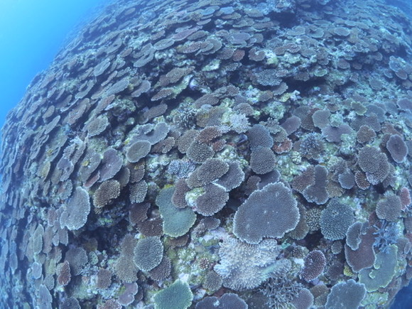 一面に広がる珊瑚