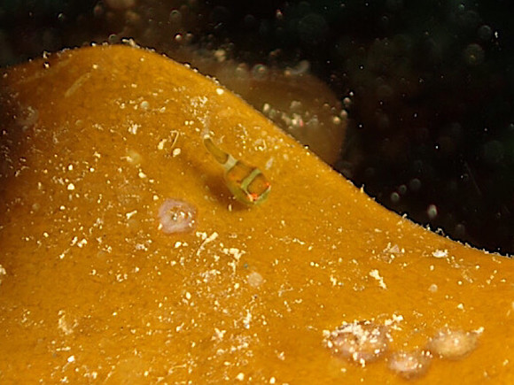 天使の輪がはっきり見えるかわいい幼魚