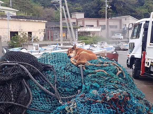 ここがお気に入りらしいです♪