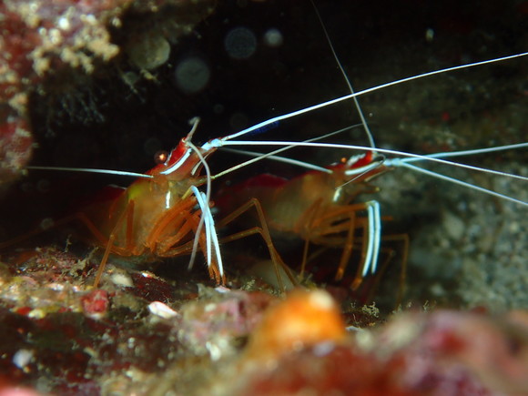 アカシマシラヒゲエビ