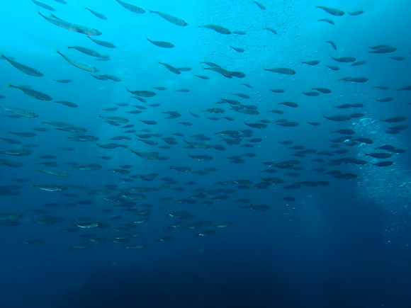 上を見上げると魚の群れ！！