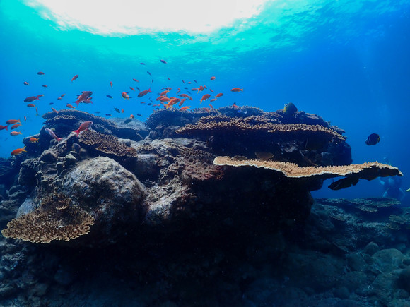 とても綺麗な柏島の海！