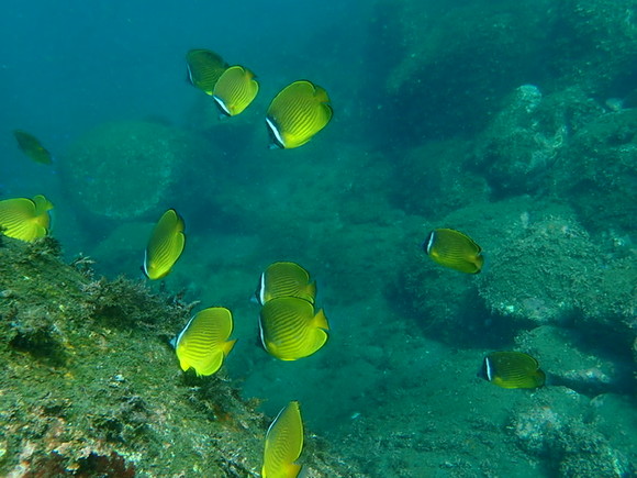 キレイなお魚も見れましたね