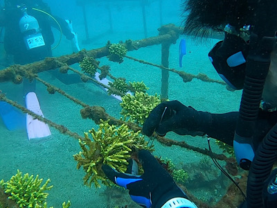 サンゴの間の藻もピンセットで取り除きます