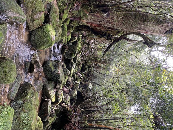 苔が最高