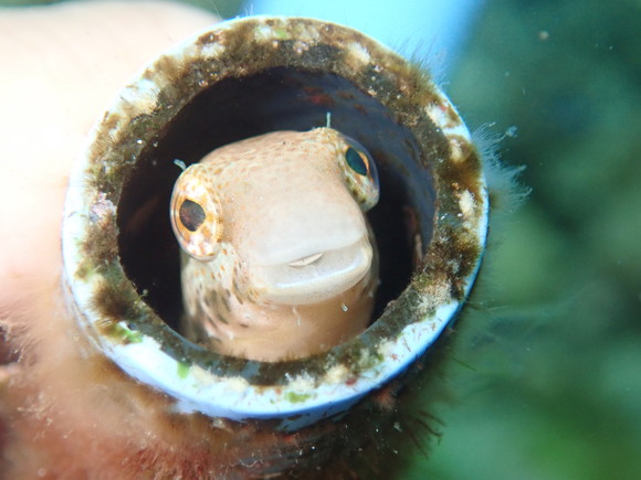 ニジギンポかわいい