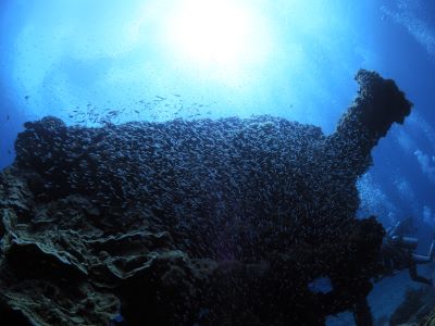 バラ沈