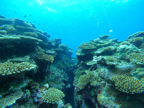 綺麗な珊瑚礁！