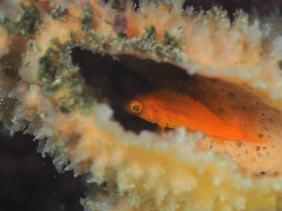 オキゴンベ幼魚