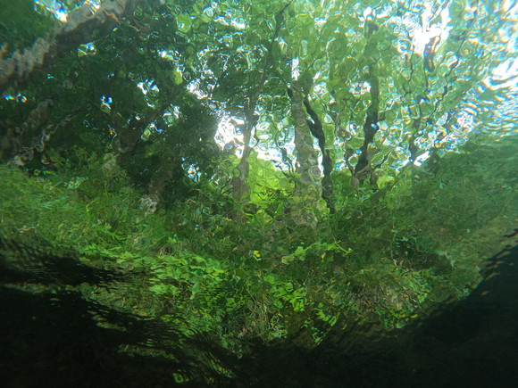水面下から森が…✨