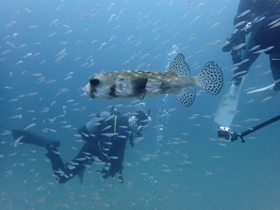 ちょこっと水中も