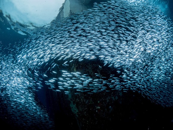魚がうねってる
