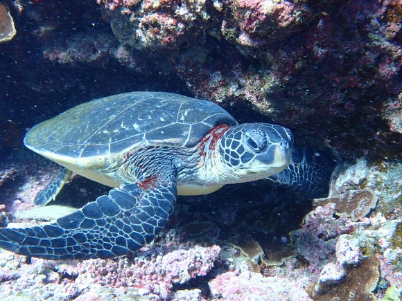 八丈島はたくさんいます！