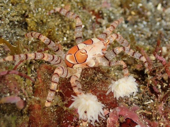 マクロも豊富です！