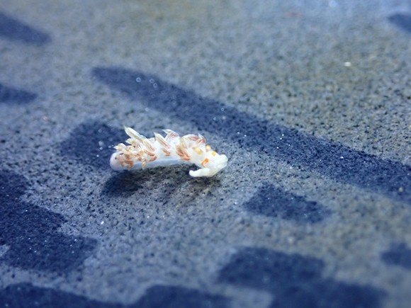 ニセハクセンウミウシ