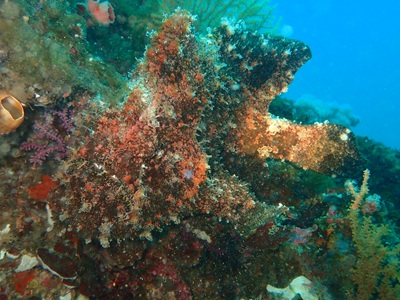 オオモンカエルアンコウ登場！！