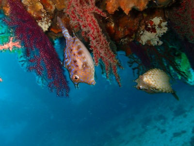 ハコフグが追いかけっこ！！