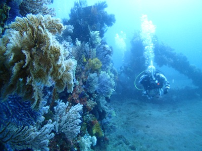 豊かなソフトコーラル達