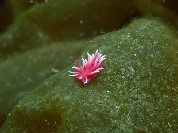 ヒロウミウシ！