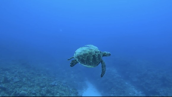 可愛いサイズ！