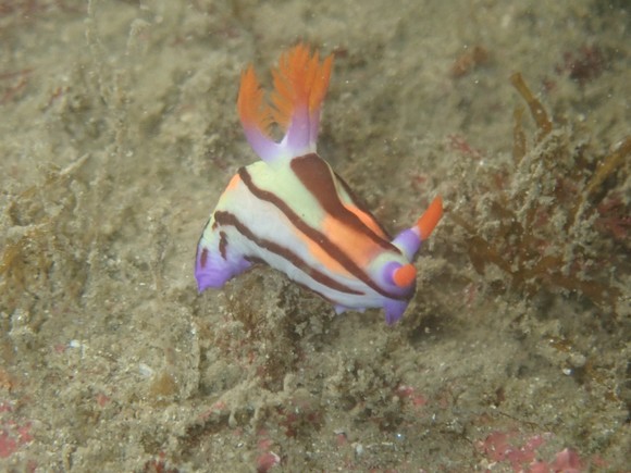 セトリュウグウウミウシ