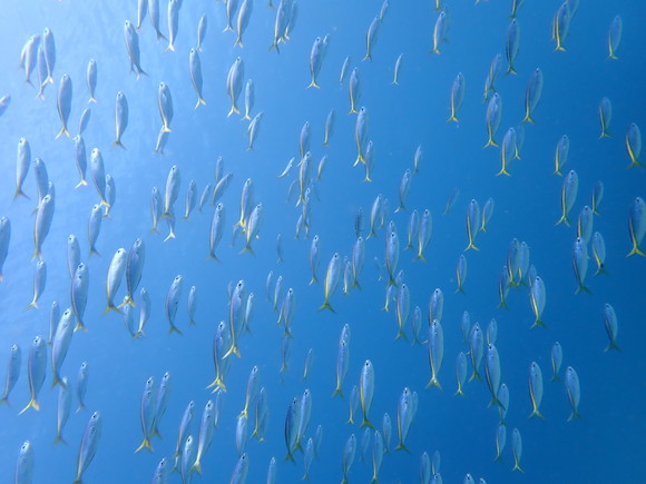 タカベー♪