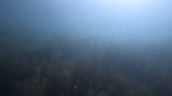 ほんのりホンダワラと魚の群れ