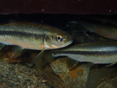 淡水ならではな魚もいっぱい！！