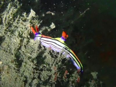セトリュウグウウウミウシ